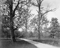 Old Beechwold