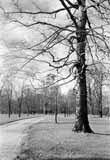 Old Beechwold