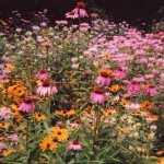 whetstone prairie